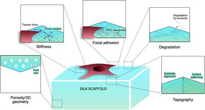 The Materiobiology of Silk: Exploring the Biophysical Influence of Silk Biomaterials on Directing Cellular Behaviors